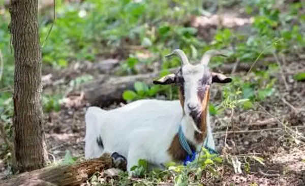 Capra che mangia edera velenosa