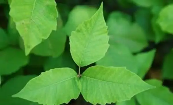 Come rimuovere l'edera velenosa