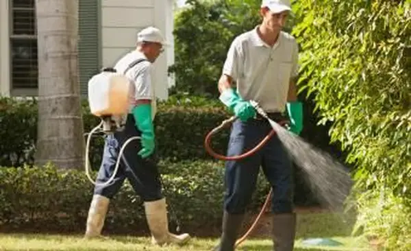 Jardiniers pulvérisant des plantes