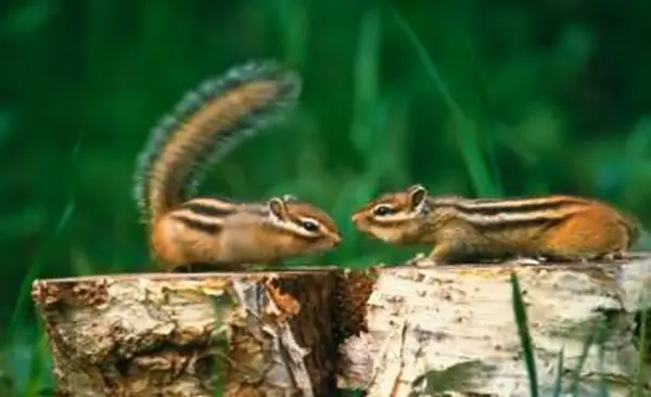 Comment se débarrasser des Chipmunks