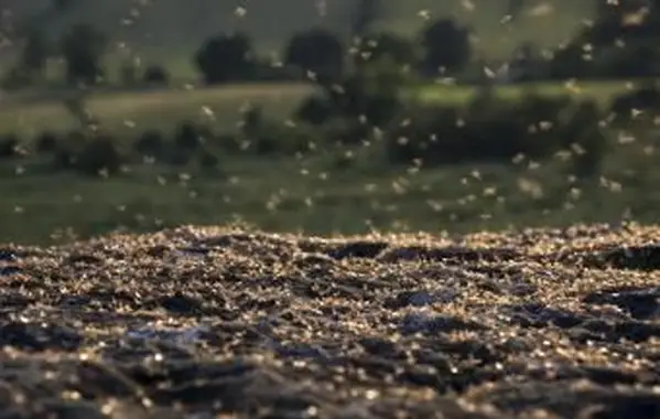 Comment se débarrasser des fourmis volantes