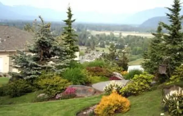 Photos de différents types d'arbustes à feuilles persistantes