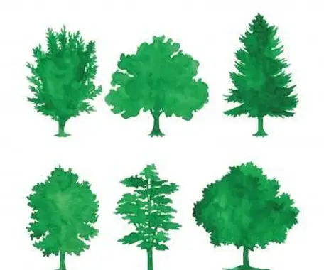 https://cf.ltkcdn.net/garden/images/slide/249588-850x744-16-tree-identification.webp