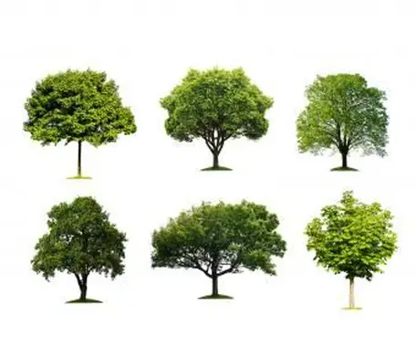 Guide d'identification des arbres avec des étapes simples