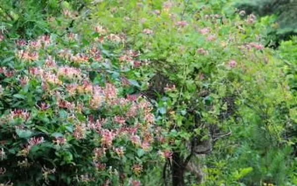 https://cf.ltkcdn.net/garden/images/slide/112268-850x563-Honeysuckle_Bush.webp