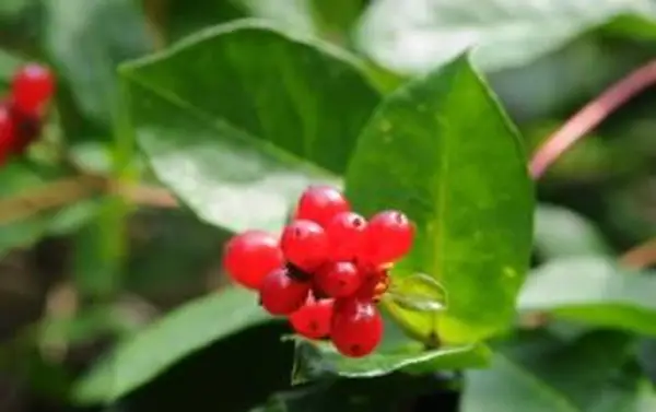 https://cf.ltkcdn.net/garden/images/slide/112269-850x563-Red_Honeysuckle_Berries.webp
