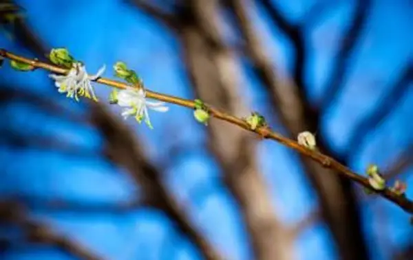 https://cf.ltkcdn.net/garden/images/slide/112270-849x565-Winter_Honeysuckle.webp