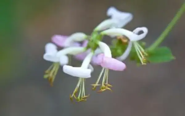 https://cf.ltkcdn.net/garden/images/slide/112273-849x565-Wild_Pink_Honeysuckle.webp