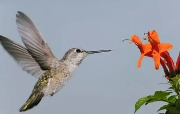 תמונות של סוגי יערה