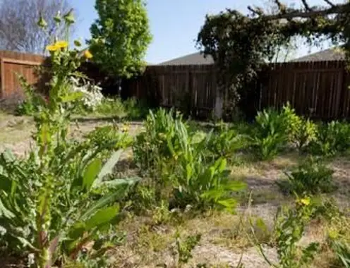 תמונות עשב דשא