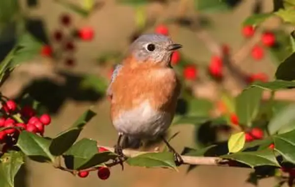 Jakie jagody rosną na drzewach?