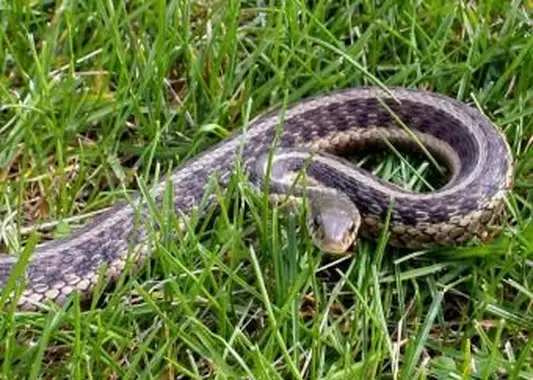 https://cf.ltkcdn.net/garden/images/slide/112276-800x600-Common_Garter_Snake.webp
