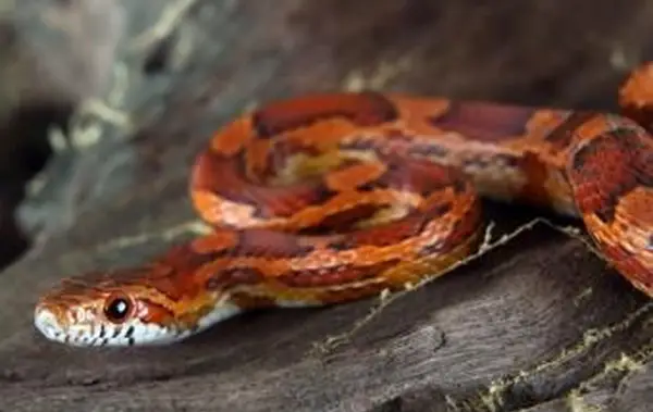 https://cf.ltkcdn.net/garden/images/slide/112279-849x565-Corn_Snake.webp