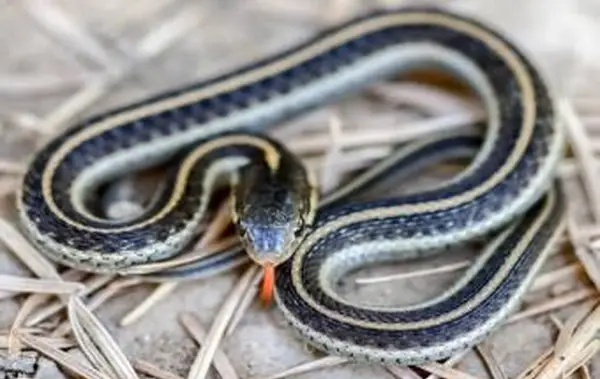 https://cf.ltkcdn.net/garden/images/slide/214204-850x566-coast-garter-snake.webp