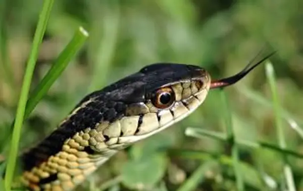 ガーターヘビの種類を特定するための写真