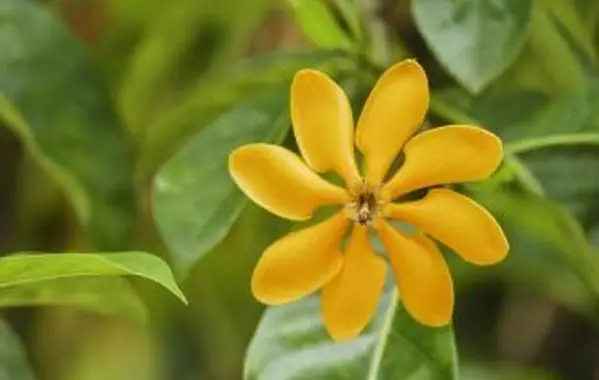 Una variedad de gardenia Golden Magic