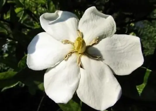 Gardenia thunbergia flor