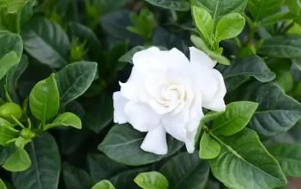Gardenia Agosto Belleza