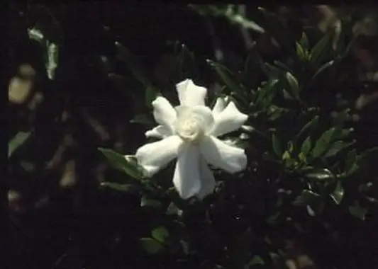 Gardenia Radicans
