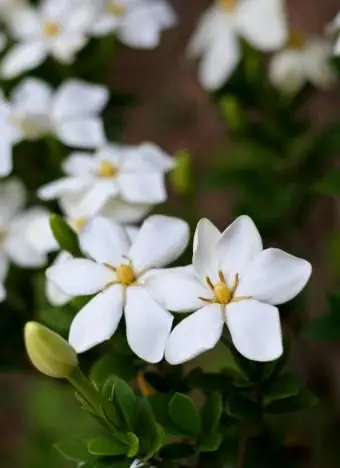 Gardenia birghamii