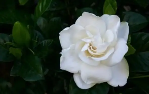 Gardenia jasminoides