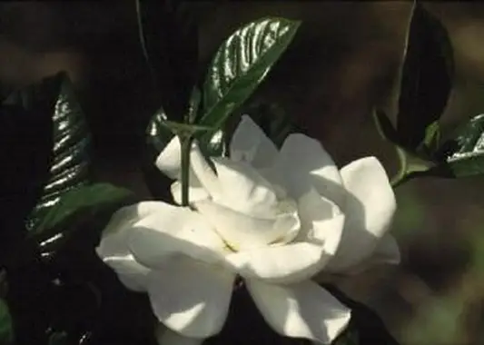 Aimee Yashioka Gardenia