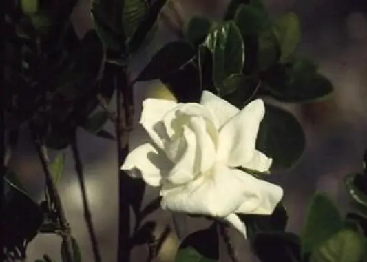 Belmont Gardenia
