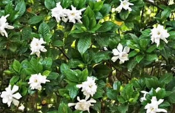 Lista de diferentes variedades de gardenia