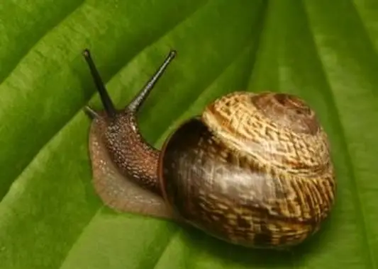 https://cf.ltkcdn.net/garden/images/slide/112069-693x520-Snail.webp
