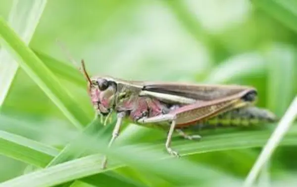 https://cf.ltkcdn.net/garden/images/slide/112070-693x461-Grasshopper.webp