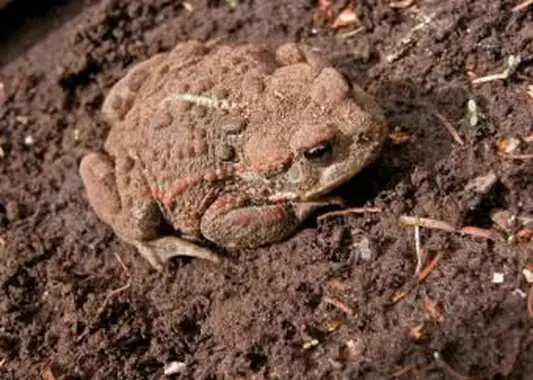 https://cf.ltkcdn.net/garden/images/slide/112073-693x520-Toad-in-Garden.webp