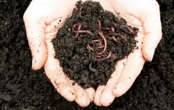 https://cf.ltkcdn.net/garden/images/slide/112074-849x565-Worms.webp