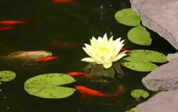 https://cf.ltkcdn.net/garden/images/slide/112075-693x461-Garden-Pond-with-Fish.webp
