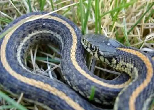 Que mangent les serpents de jardin