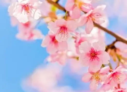 https://cf.ltkcdn.net/garden/images/slide/193885-668x510-Cherry-blossoms.webp