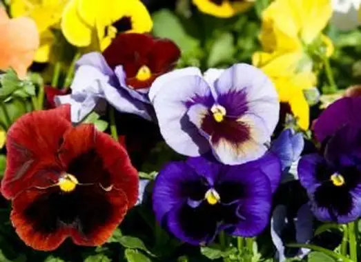 https://cf.ltkcdn.net/garden/images/slide/193886-668x510-Pansies-flowers.webp
