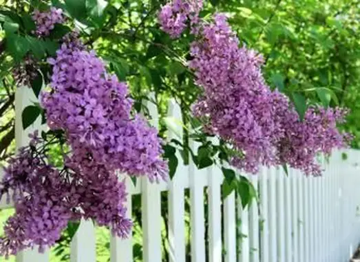 https://cf.ltkcdn.net/garden/images/slide/193882-668x510-Lilacs-flowers.webp