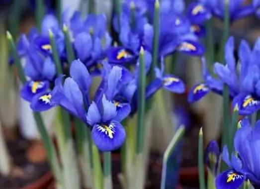 https://cf.ltkcdn.net/garden/images/slide/193888-668x510-Harmony-Iris.webp