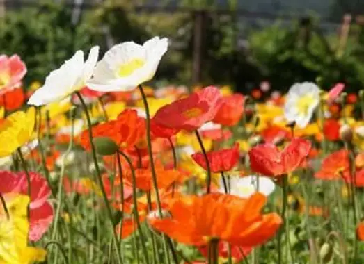 https://cf.ltkcdn.net/garden/images/slide/193889-668x510-Ilandland-poppies.webp