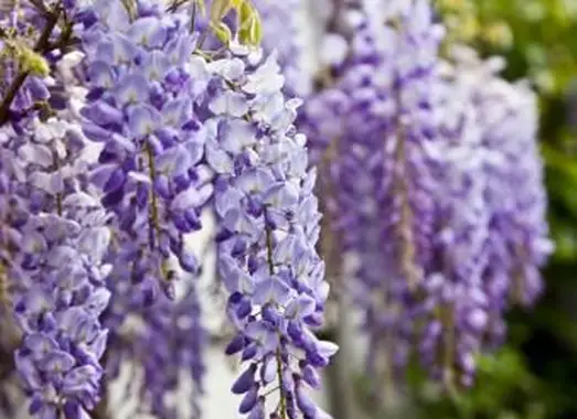 https://cf.ltkcdn.net/garden/images/slide/193891-668x510-Wisteria-flowers.webp