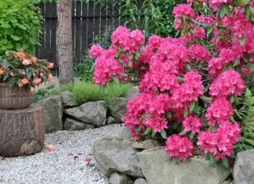 https://cf.ltkcdn.net/garden/images/slide/193892-668x510-Rhododendron-flowers.webp