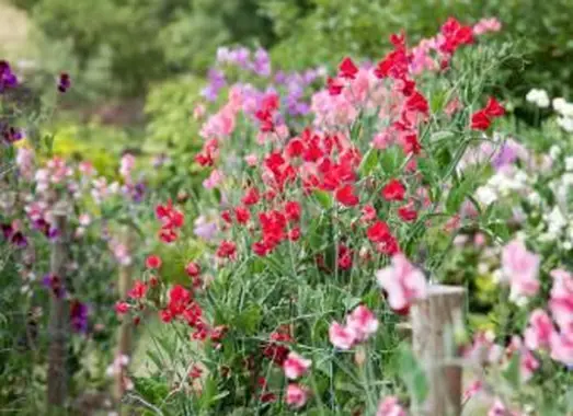 https://cf.ltkcdn.net/garden/images/slide/193893-668x510-Sweet-Pea.webp