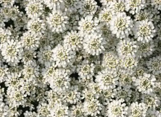 https://cf.ltkcdn.net/garden/images/slide/193871-668x510-Candytuft-flowers.webp
