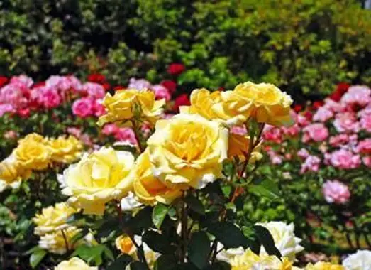 https://cf.ltkcdn.net/garden/images/slide/193894-668x510-Roses-flowers.webp