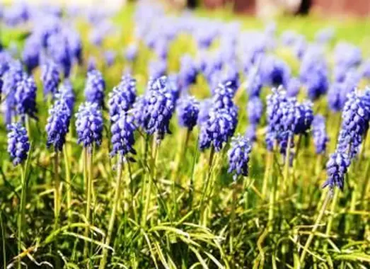 https://cf.ltkcdn.net/garden/images/slide/193895-668x510-Muscari-flowers.webp