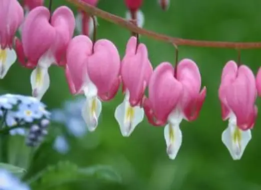 https://cf.ltkcdn.net/garden/images/slide/193872-668x510-Bleeding-Hearts.webp