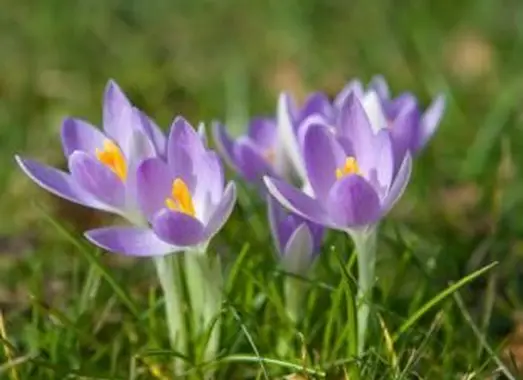 https://cf.ltkcdn.net/garden/images/slide/193873-668x510-Crocus-flowers.webp