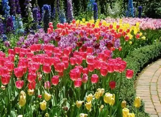 https://cf.ltkcdn.net/garden/images/slide/193874-668x510-Tulip-Garden.webp