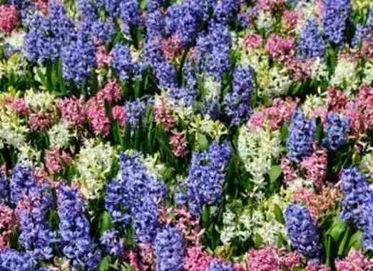 https://cf.ltkcdn.net/garden/images/slide/193875-668x510-Hyacinths-flowers.webp