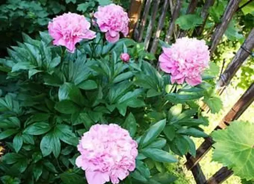 https://cf.ltkcdn.net/garden/images/slide/193883-668x510-Peonies-flowers.webp